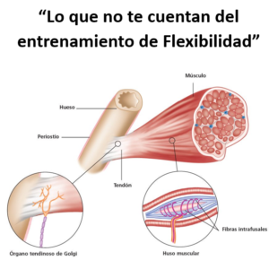 Lo que no te cuentan del Entrenamiento de Flexibilidad (EN LINEA)