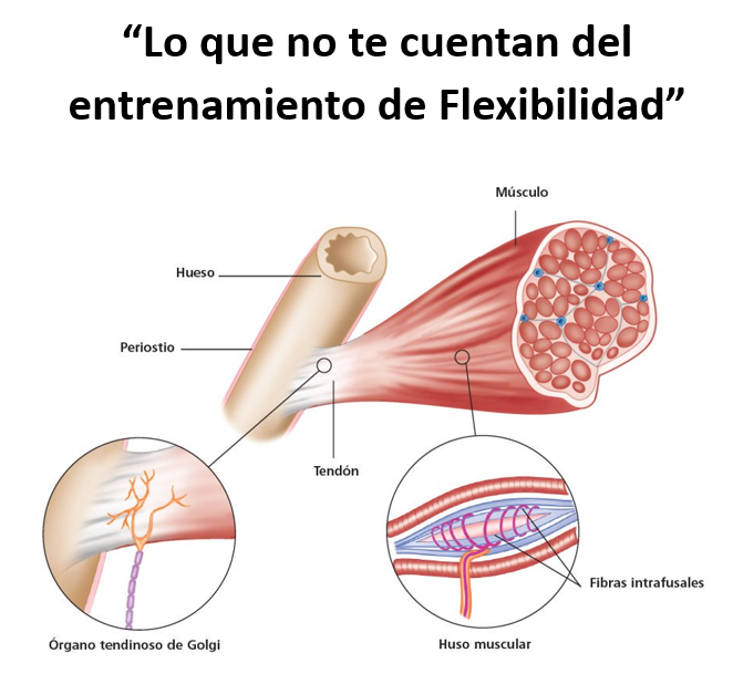 Lo que no te cuentan del Entrenamiento de Flexibilidad (EN LINEA)