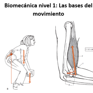 Biomecánica nivel 1: Las bases del Movimiento (EN LINEA)